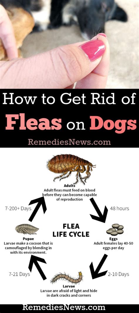 How long does it take to get rid of fleas. Things To Know About How long does it take to get rid of fleas. 